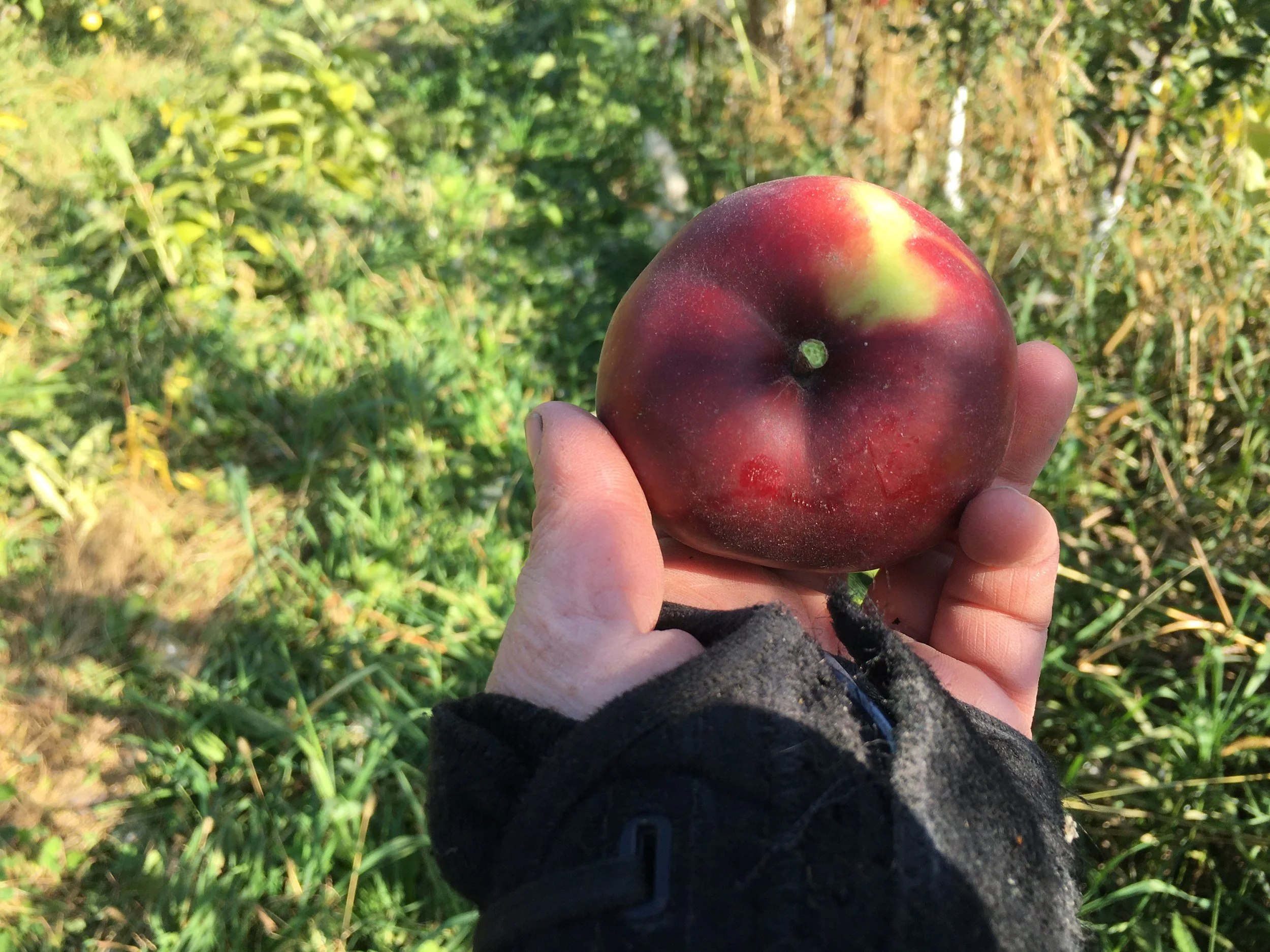 2020-10-08 14.58.41 Arkansas Black.jpeg