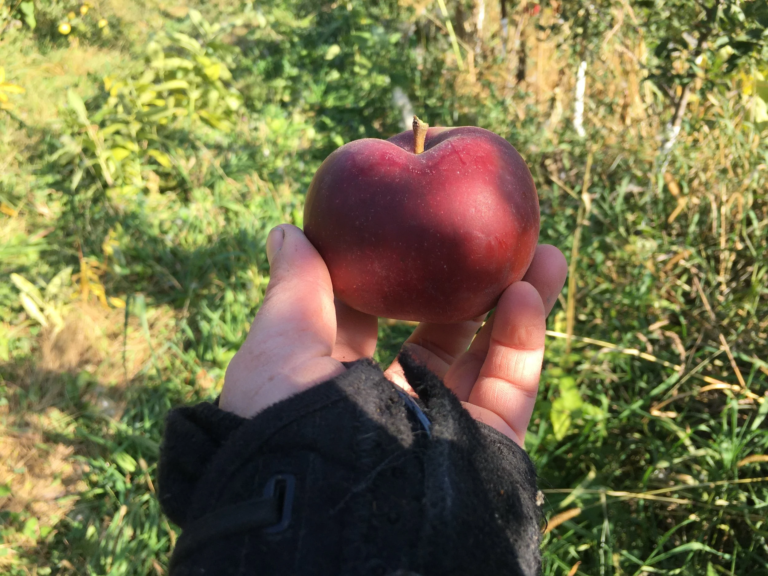 2020-10-08 14.58.44 Arkansas Black.jpeg