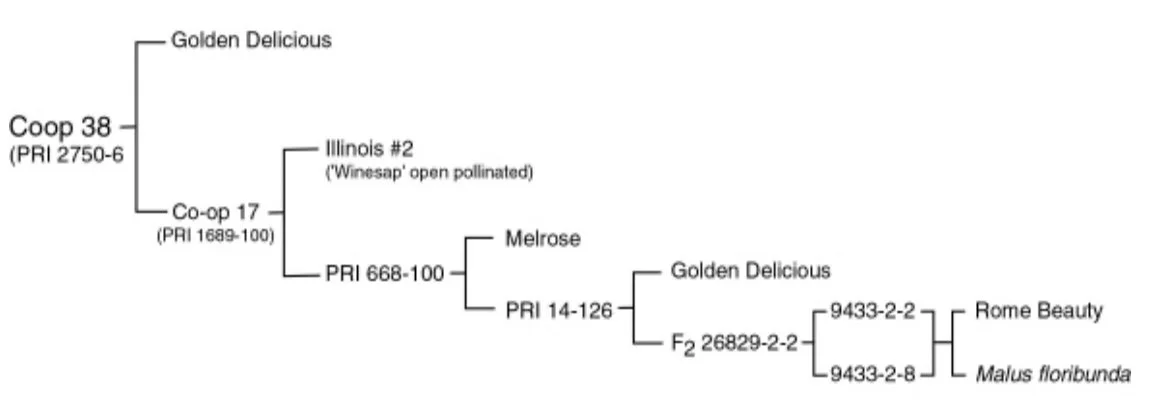 GoldRush Pedigree.jpg