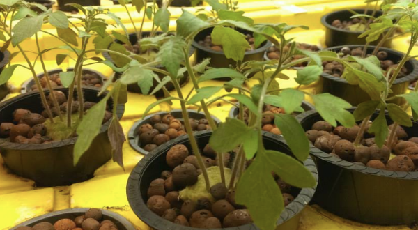 vegetables hydroponically grown in clay balls.png