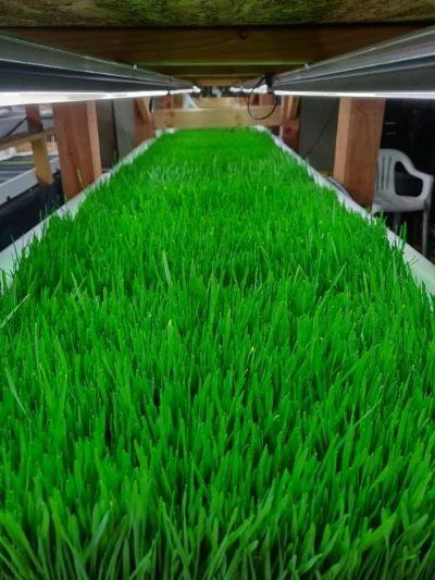 hydroponically grown grass.jpg