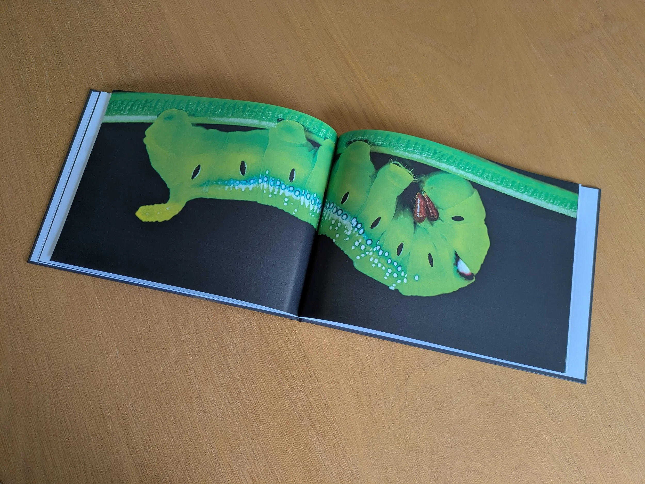 5 Wild Colour Coffee Table book Caterpillar 2.jpg