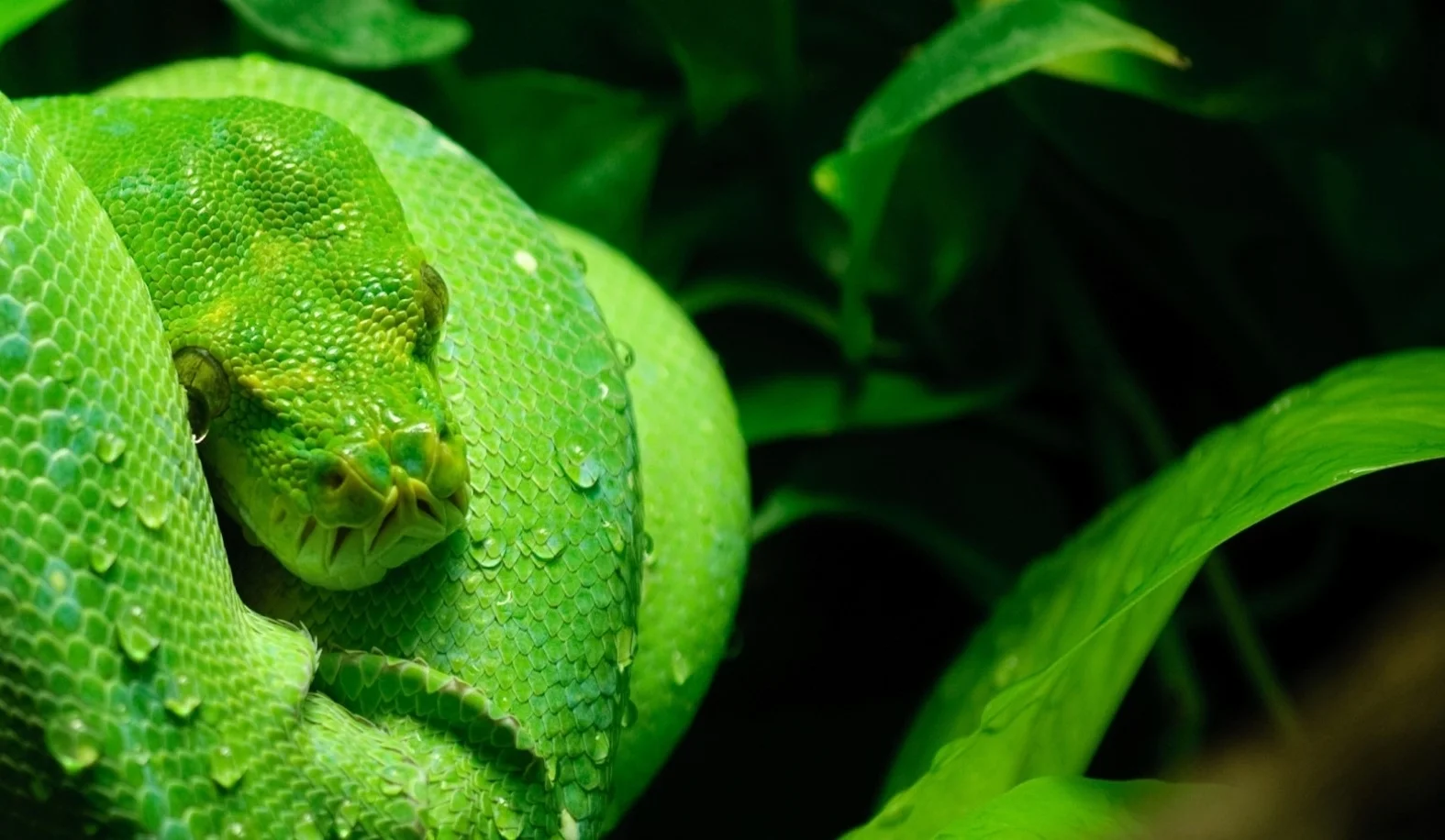 snakes banner1.jpg