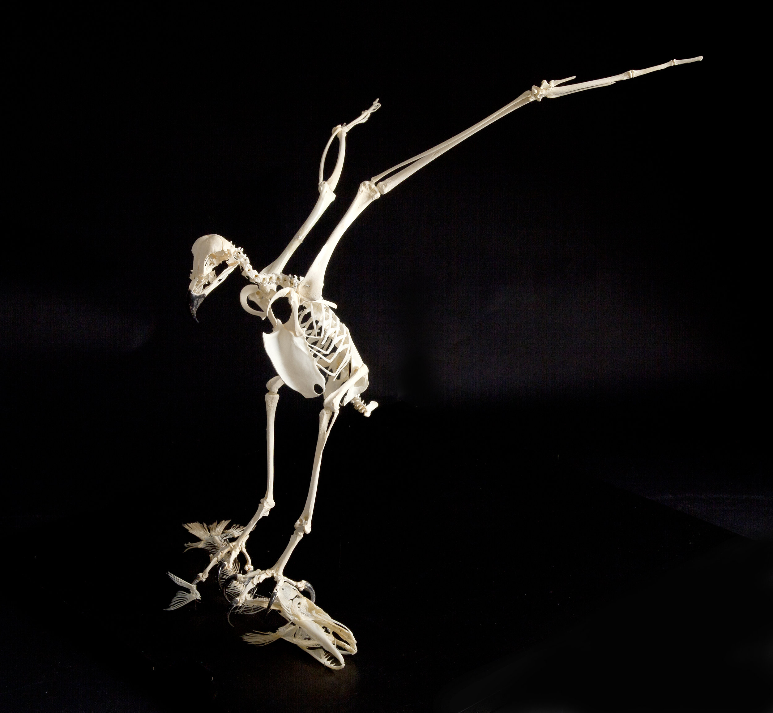 BARE BONES Osprey.jpg