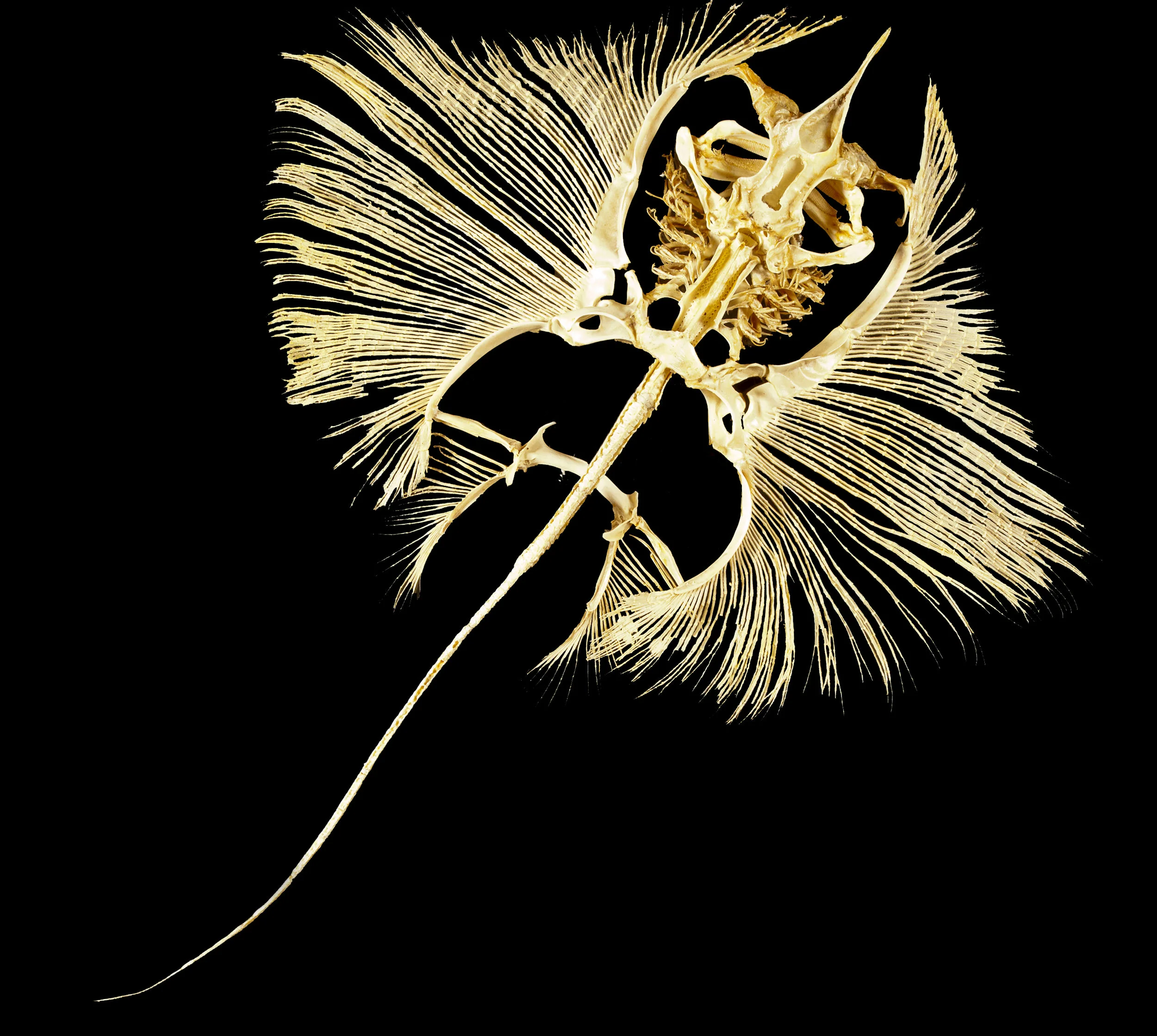 BARE BONES Thornback ray.jpg