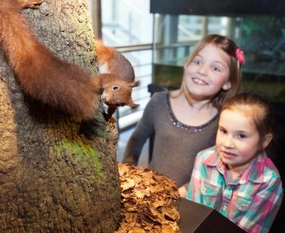 Red squirrel case view 2 FB.jpg