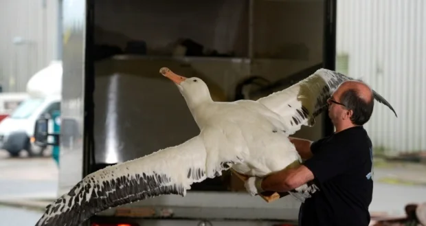 ALBATROSS @ Kelvingrove Project.jpg