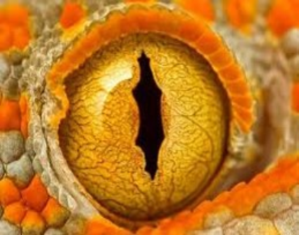 eye.png