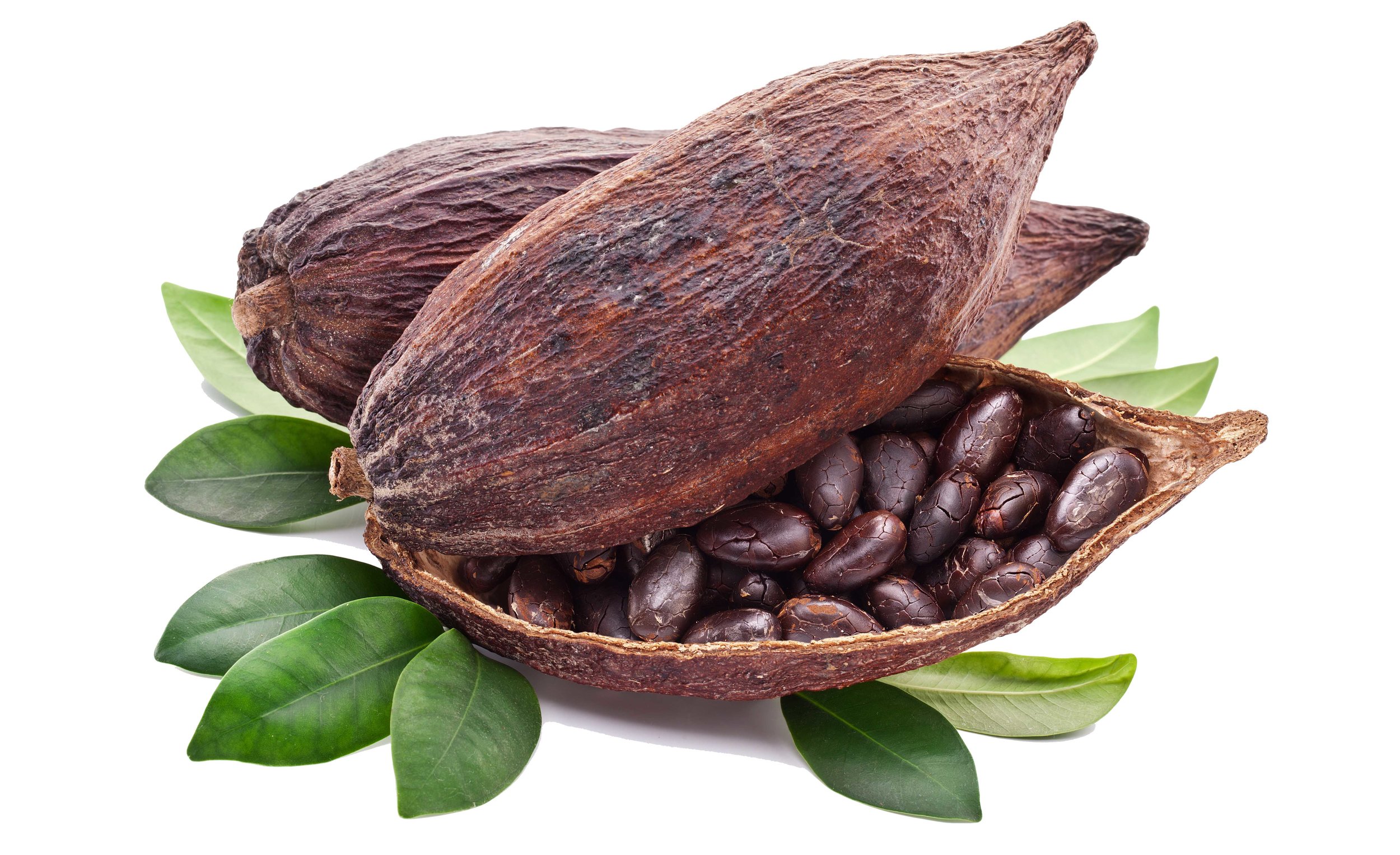 High Tea Leaf - Cacao Pods