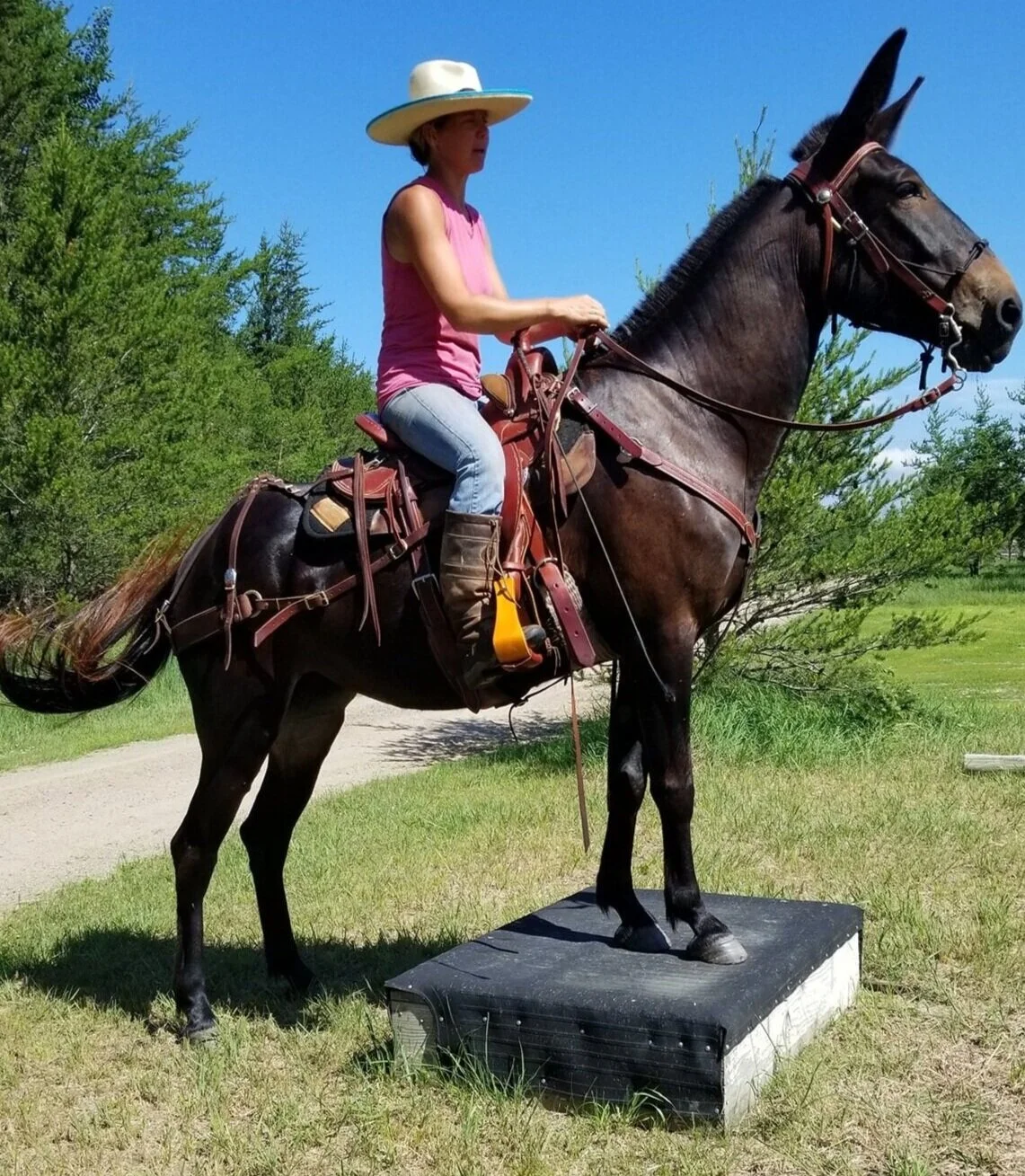 Working on obstacles with Layla, the gaited molly mule.