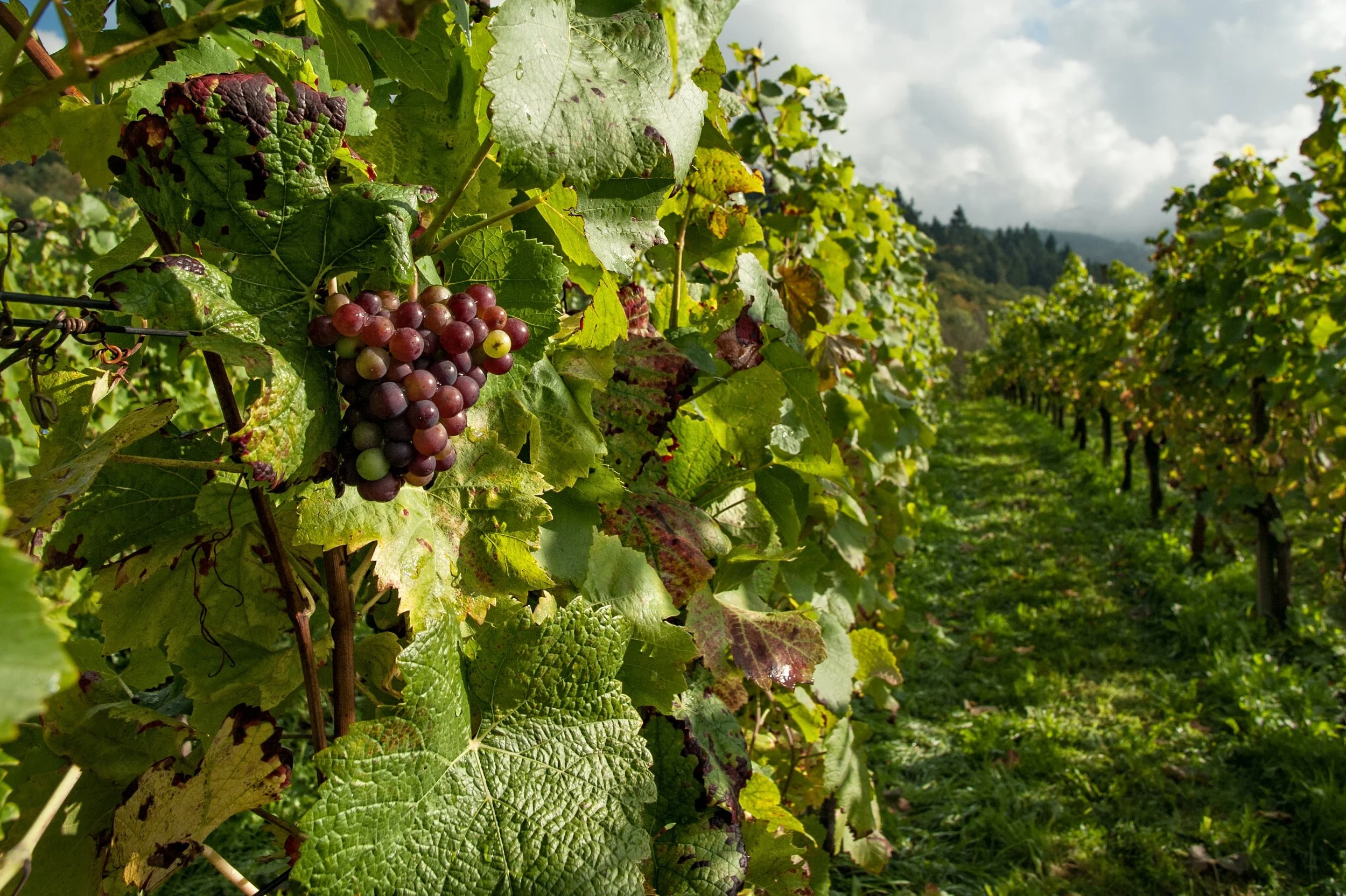 Award-Winning Wineries Near Sonoma