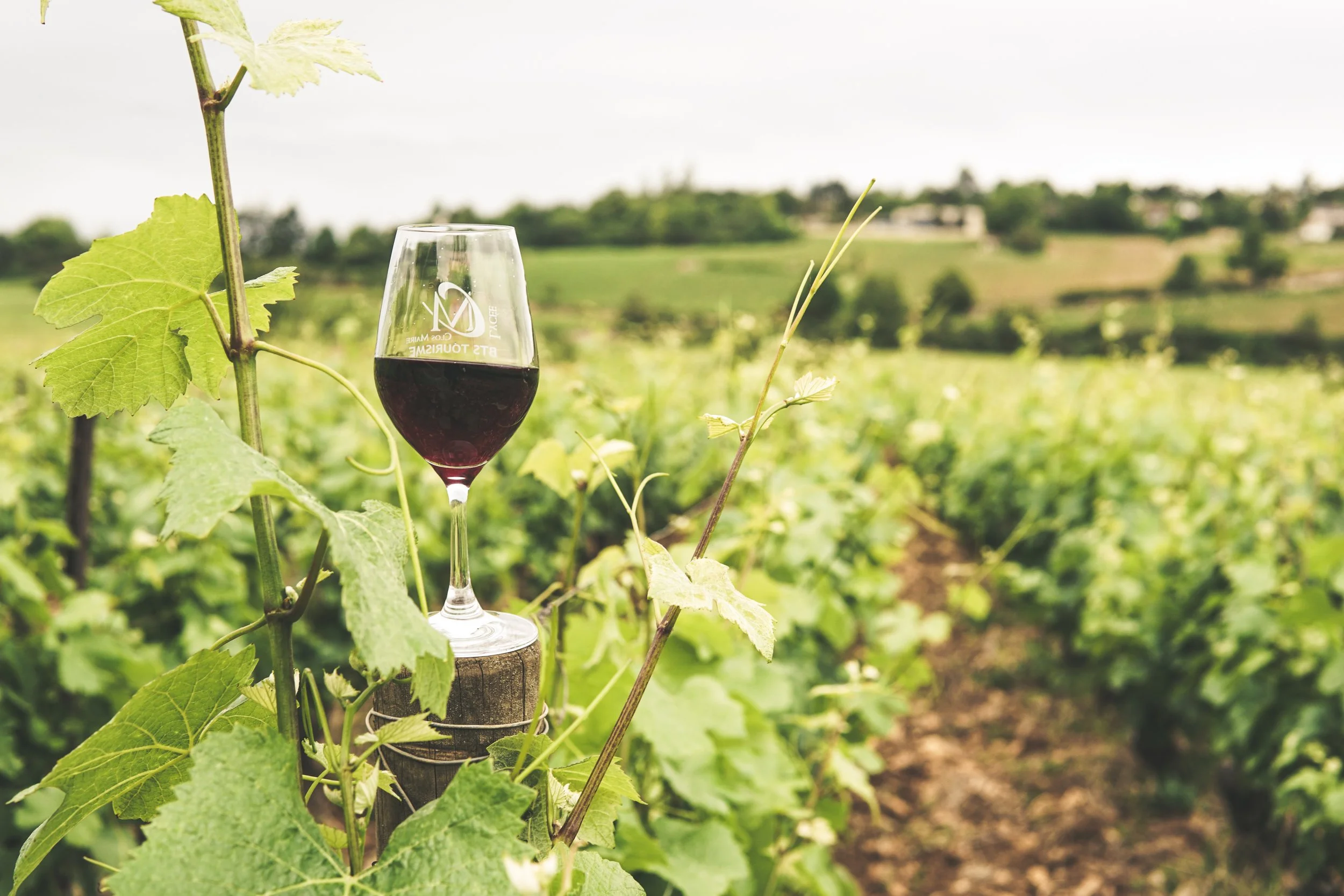 Sonoma Wineries with a View