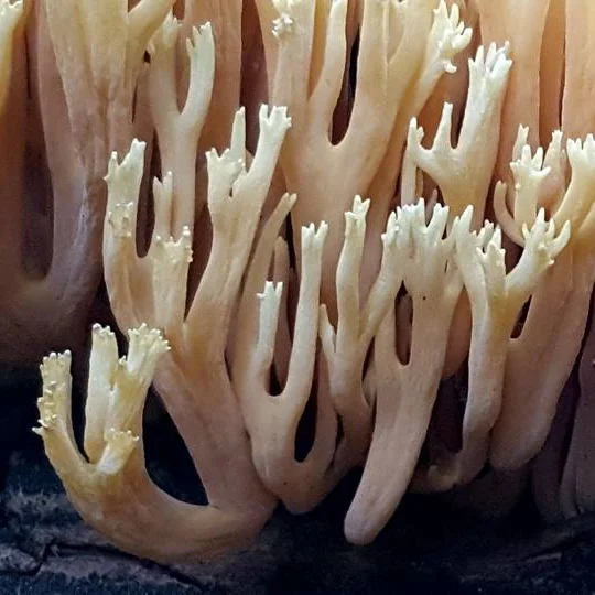 Telluride Mushroom Company