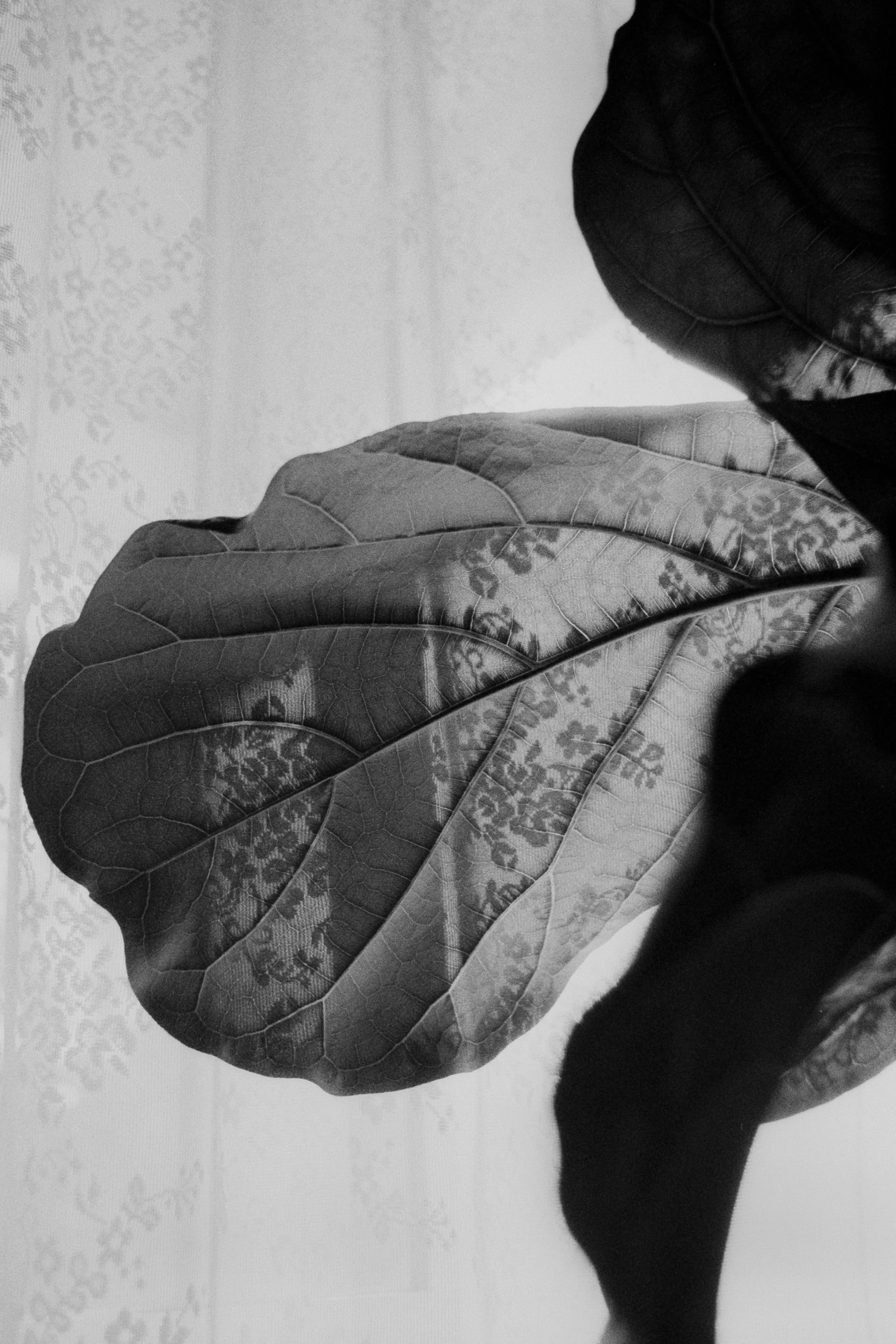 Summer-2026-Film-7.22.2026 (45).jpg