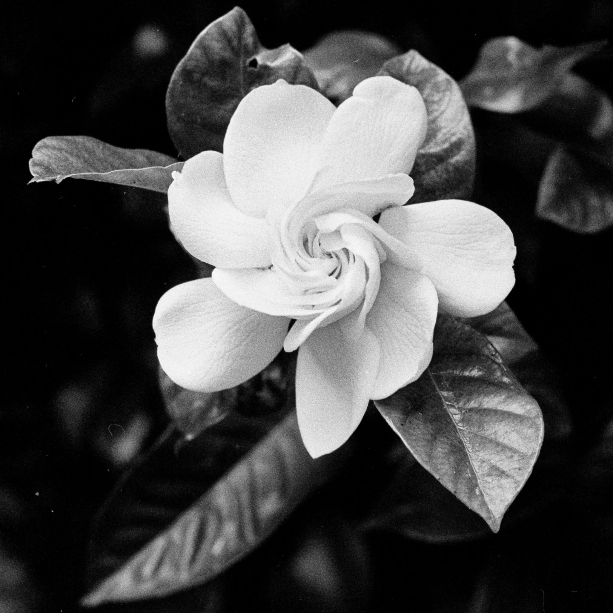 Spring-2026-Film (18).jpg