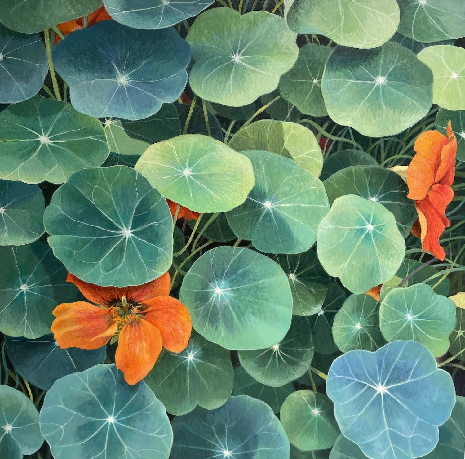 Constellation, Nasturtiums