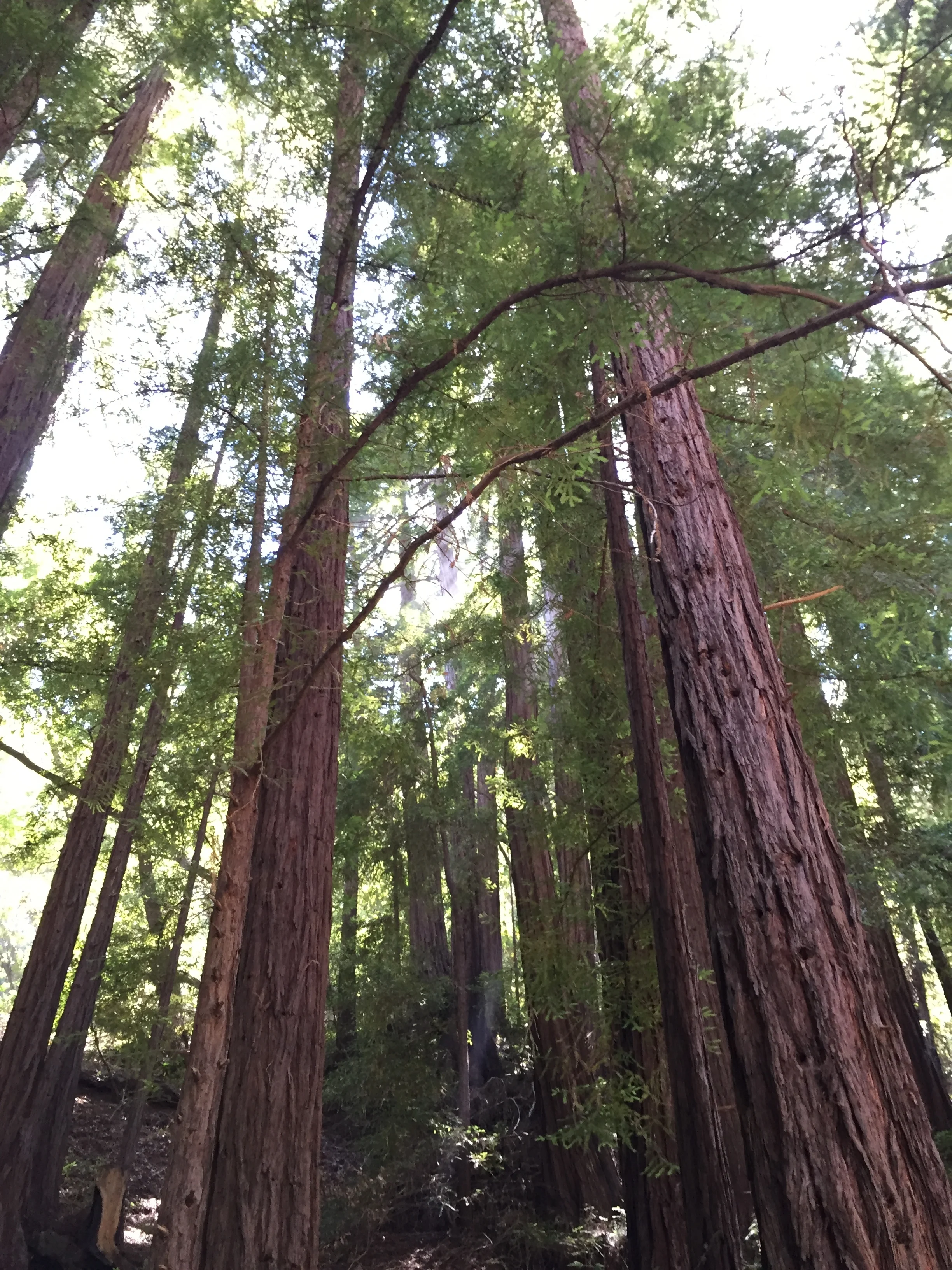 Waking Up in the Wild: Forest