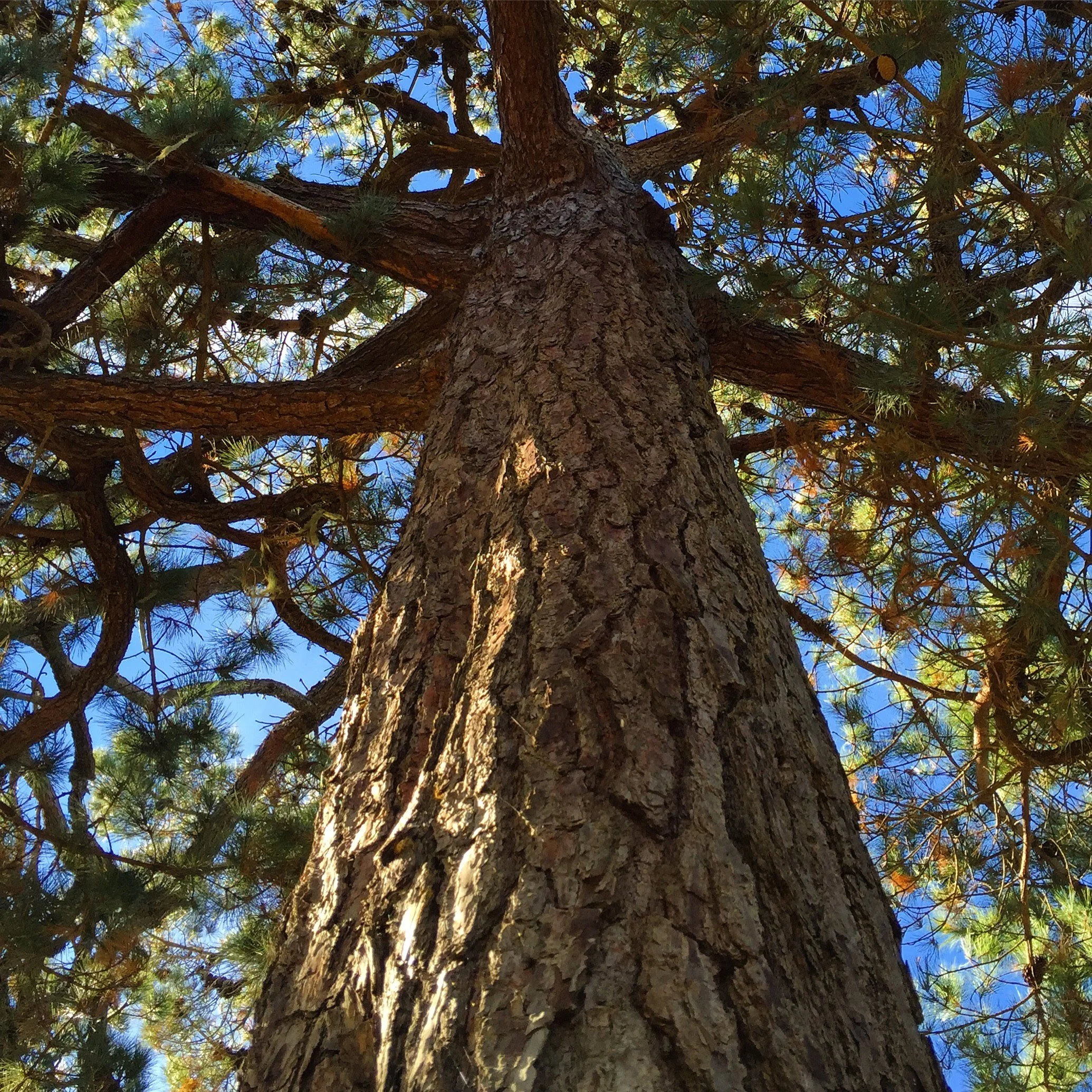 Waking Up in the Wild: Weekend Retreat at EarthRise