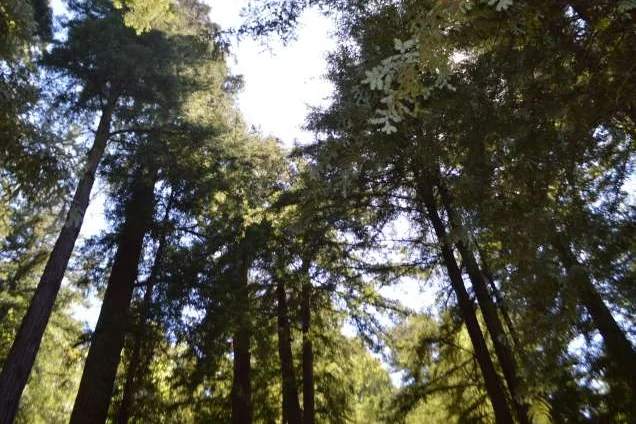 SEEMONTEREY Blog: Forest Bathing: Dropping into a Natural High by Marianne Rowe
