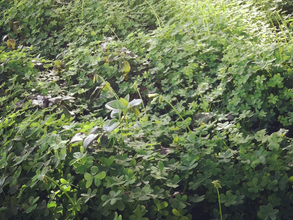 Mindfulness in Nature: Finding Wonder in Your Backyard