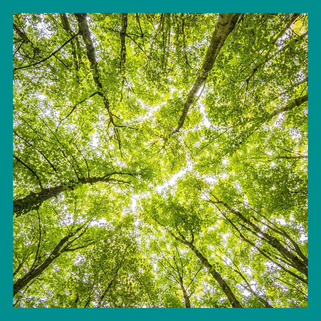 Nature and Forest Therapy