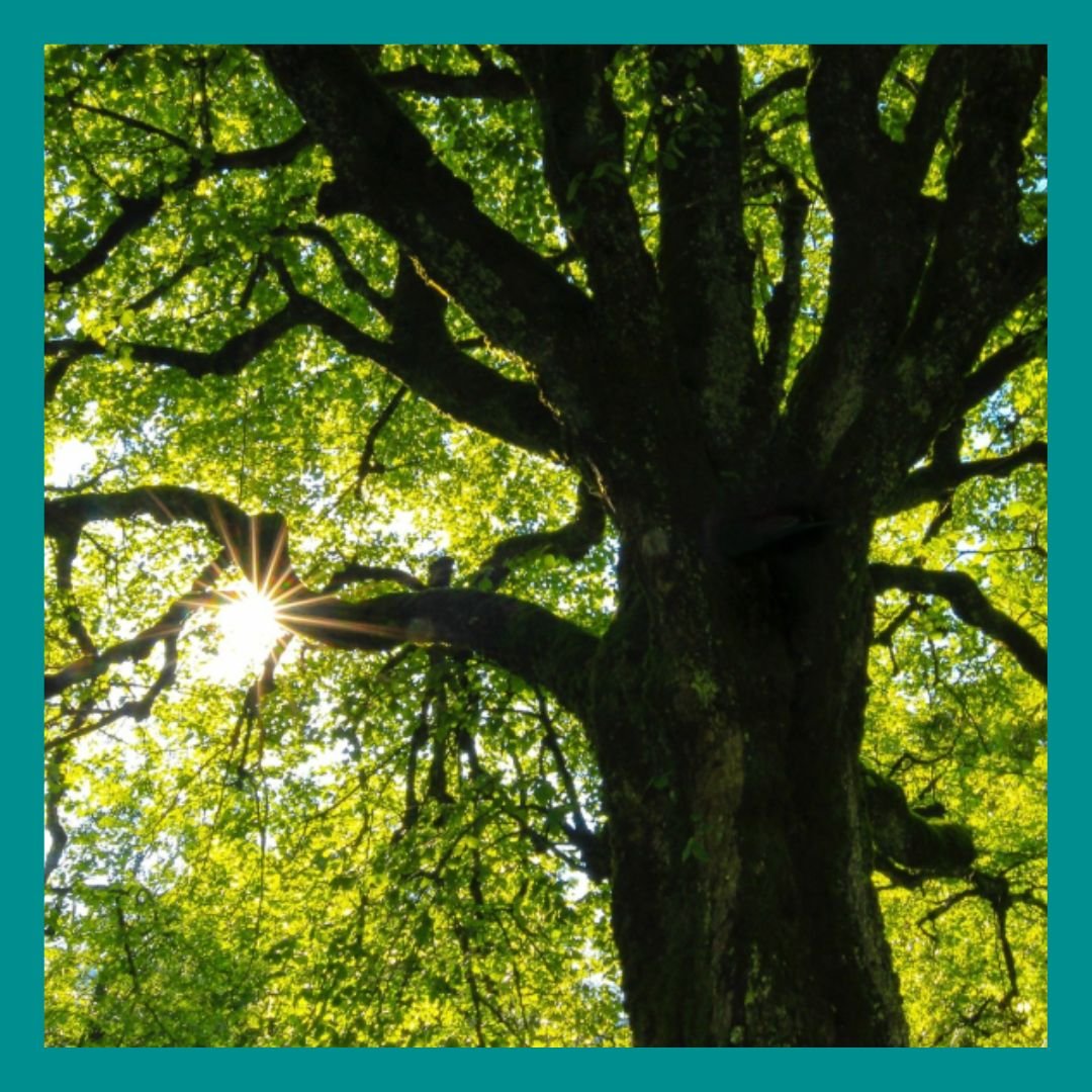 TreeSisters: Guided Meditations for Connecting with All Outdoors