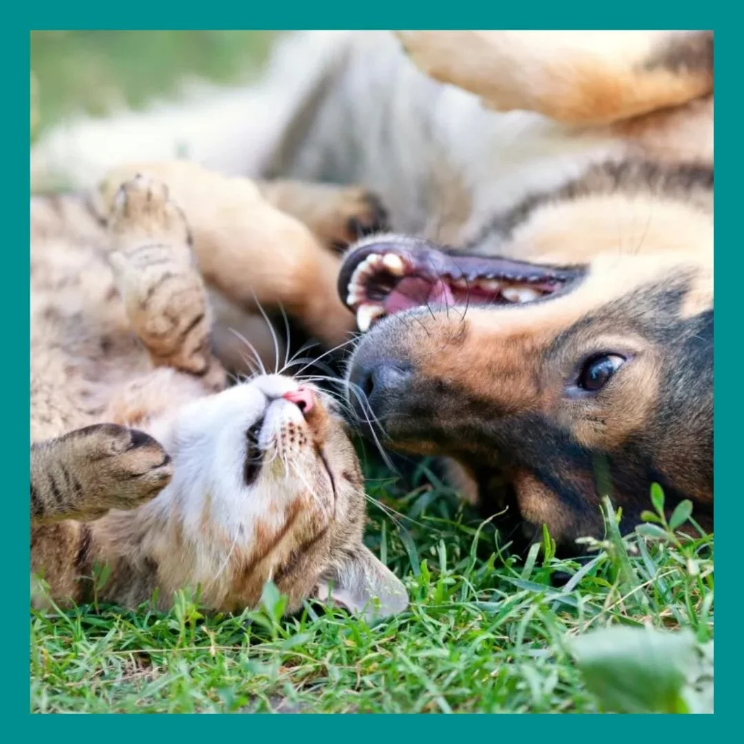 8 Interspecies Animal Relationships that Prove that Love is All You Need