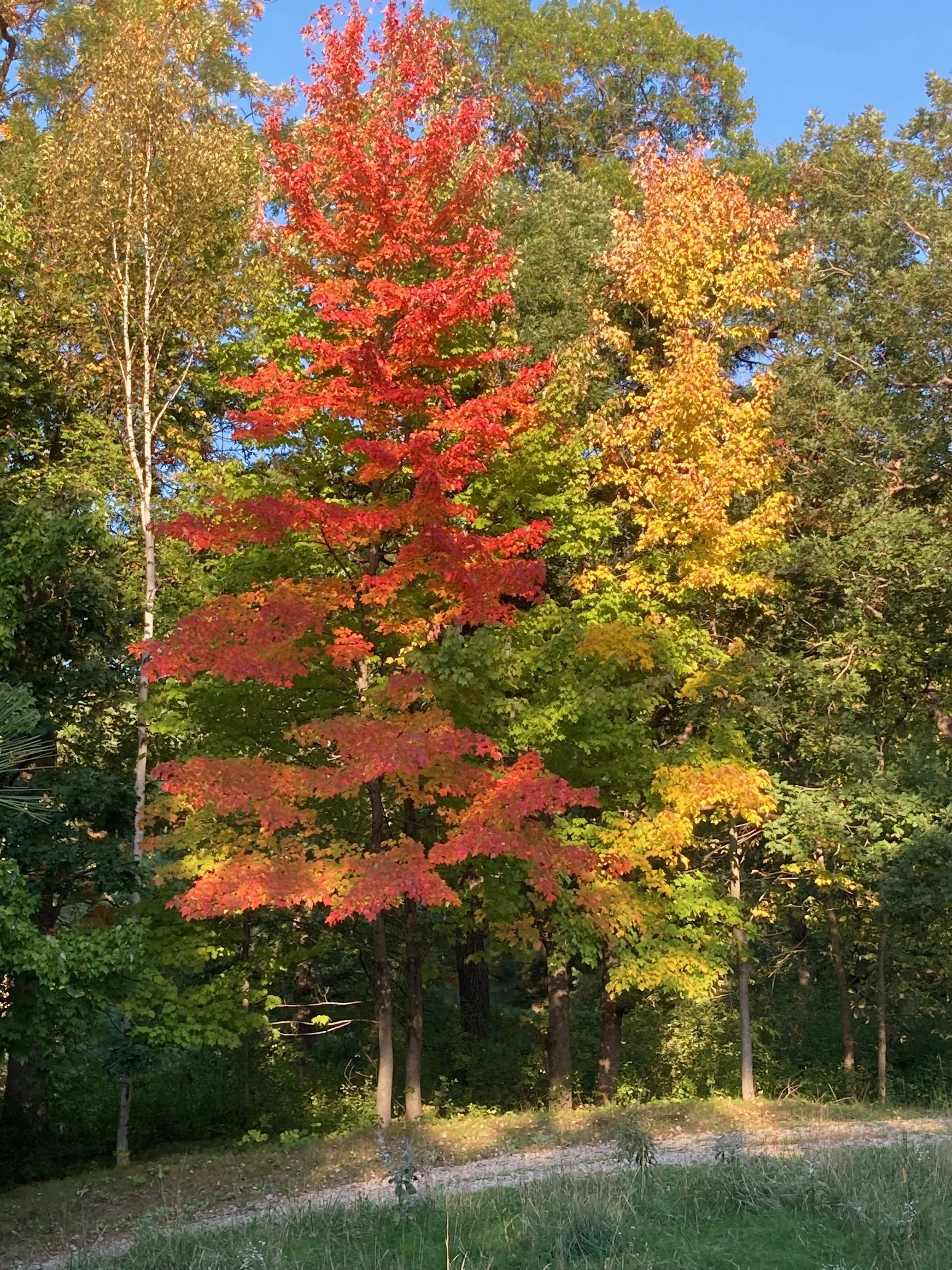 A Call to Evolve:  Moving from Fear to Love 