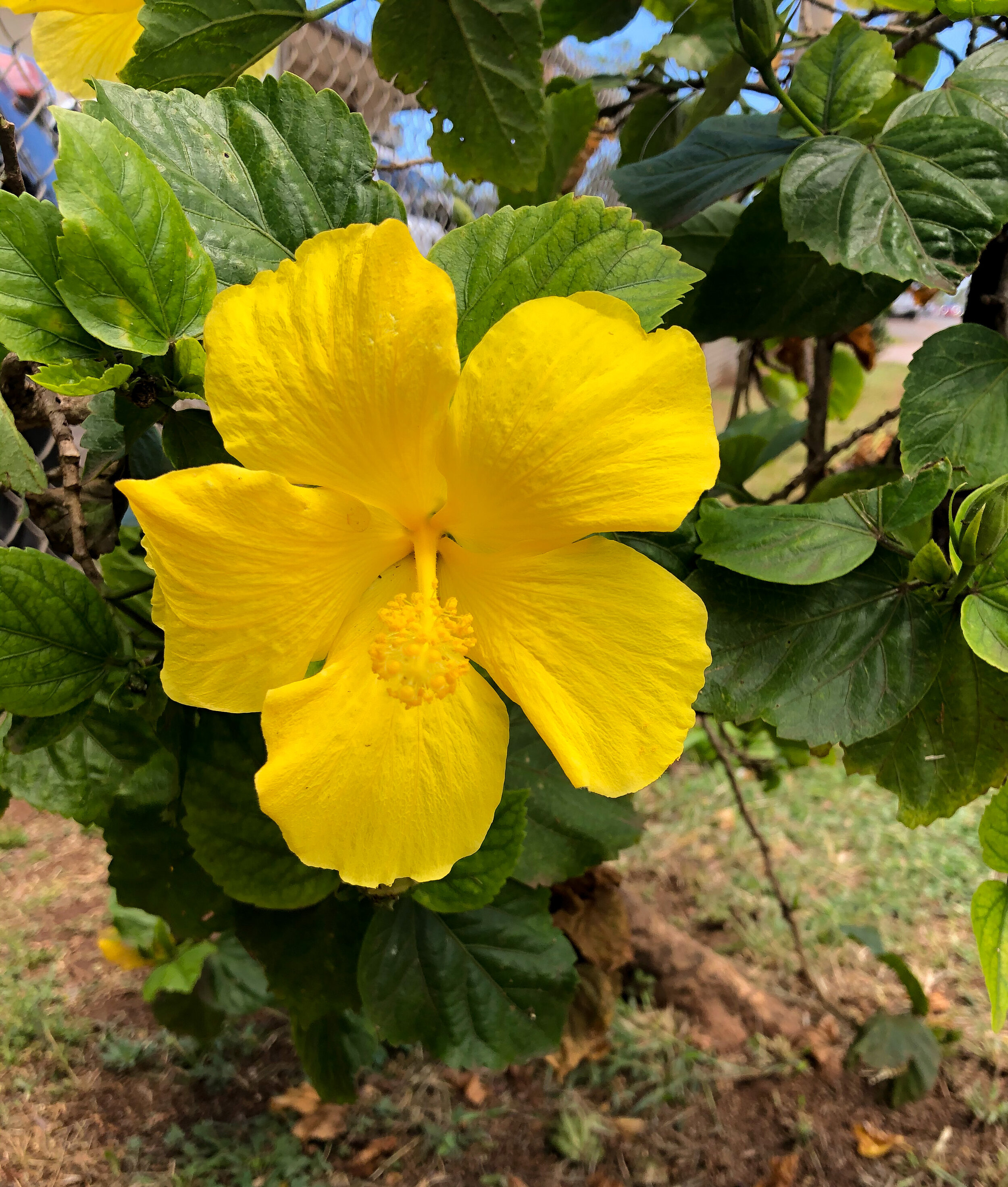 A Fun Poem Exploring The Color Yellow