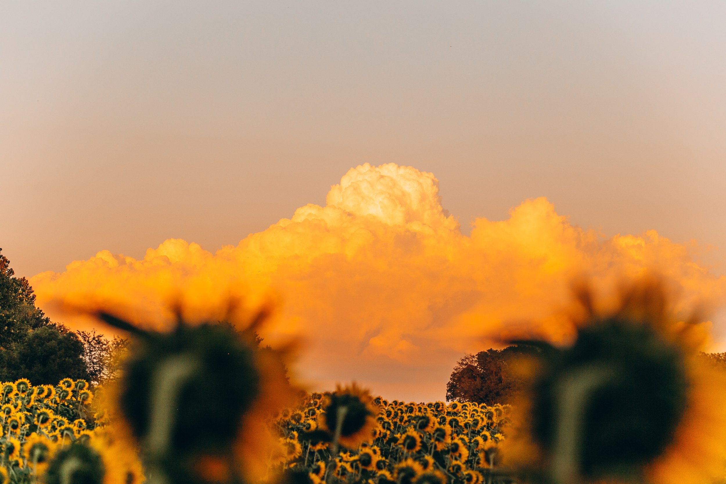 Sunflowers22-130.jpg