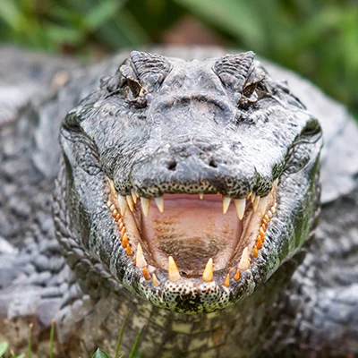 aligator.jpg
