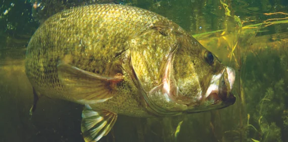 gilchrist_bass_sm.jpg