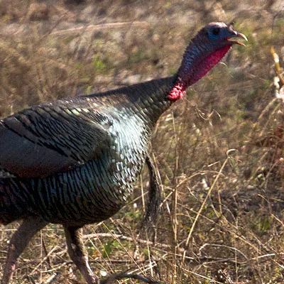 turkey2.jpg