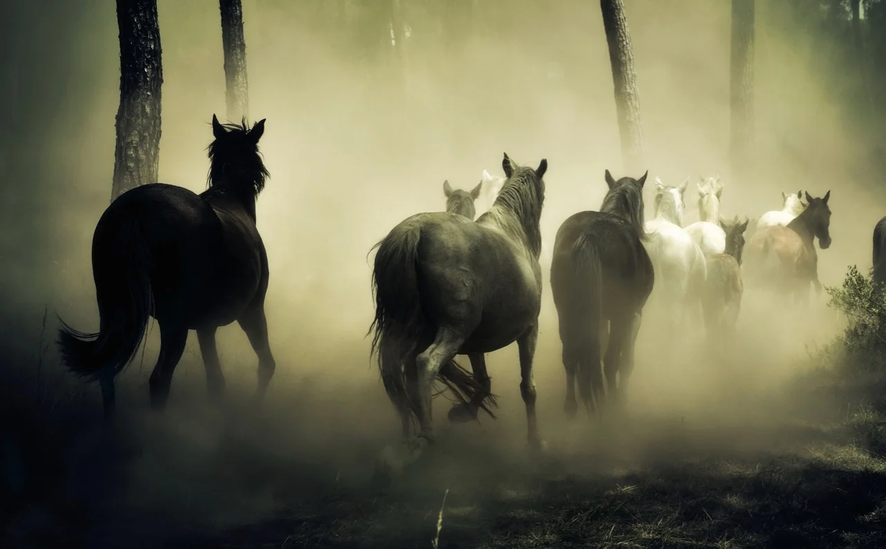 animals-fog-forest-219943.jpg
