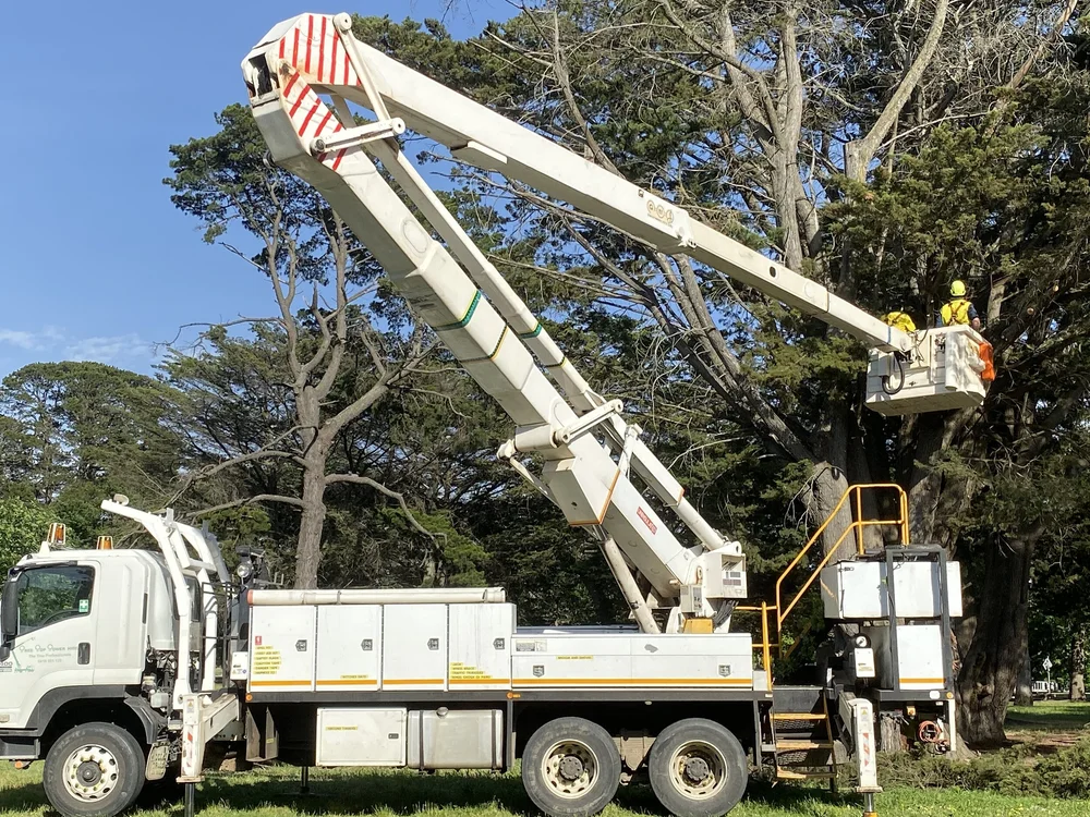 Tree pruning