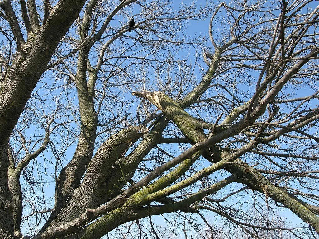 Storm damage removal