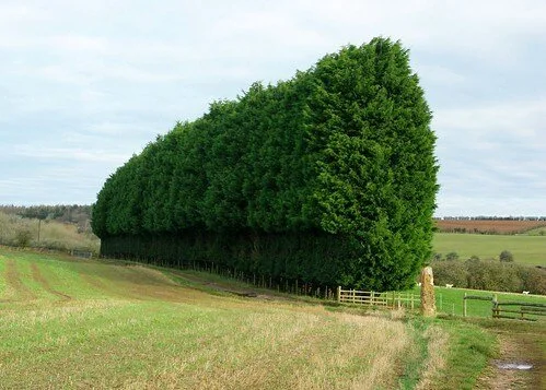 Hedging