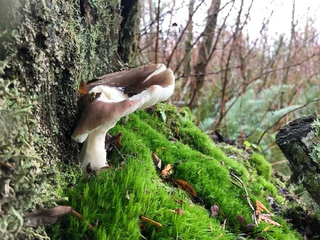Centinal mushroom