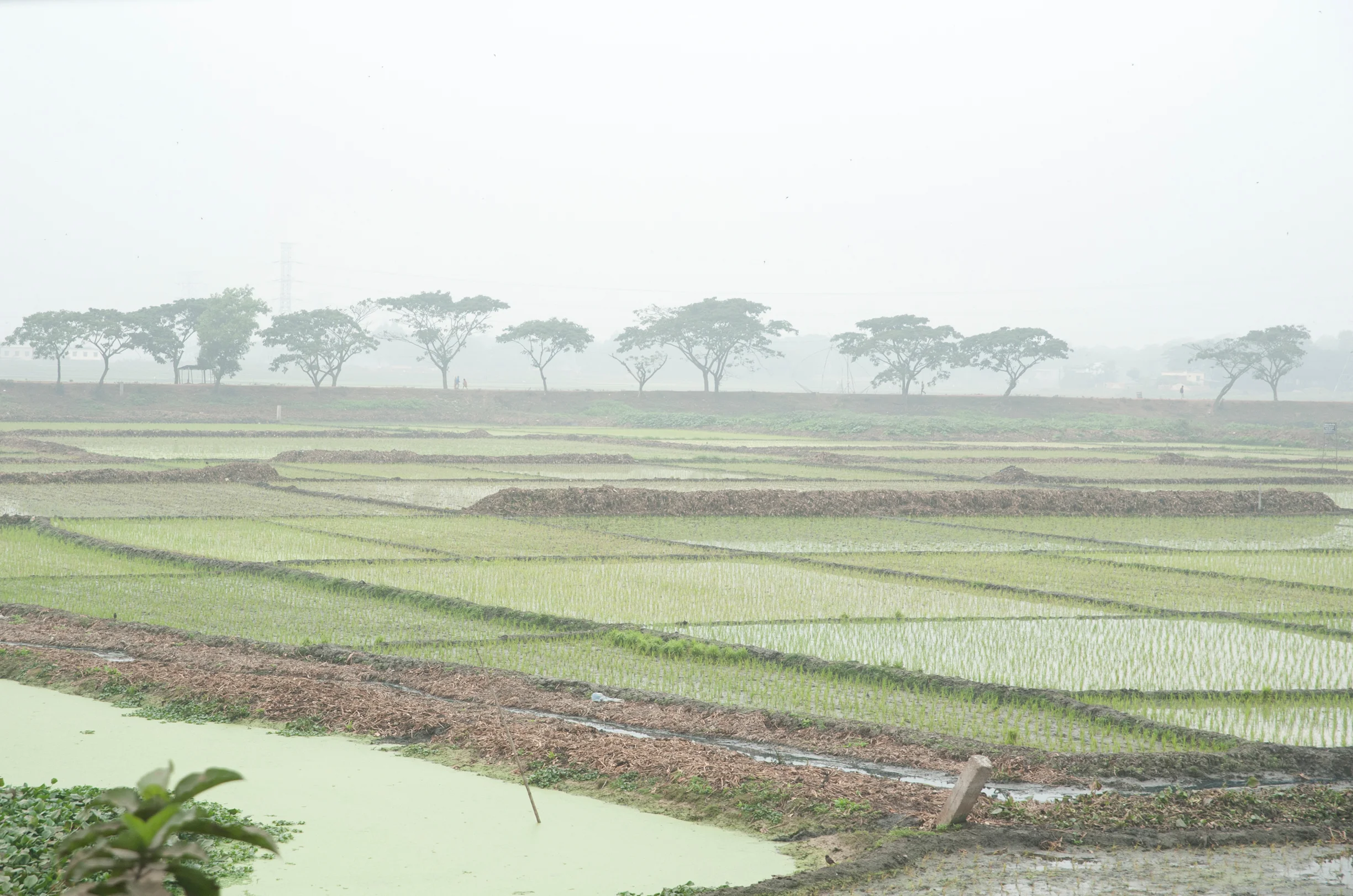 Water – and endless green. Rice paddies in the area of Gazipur. Photo by Shinobu Suzuki.