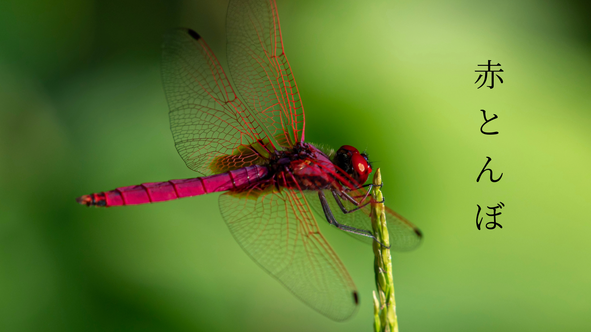 Improvisation on Aka Tombo - Solo Violin (PDF)