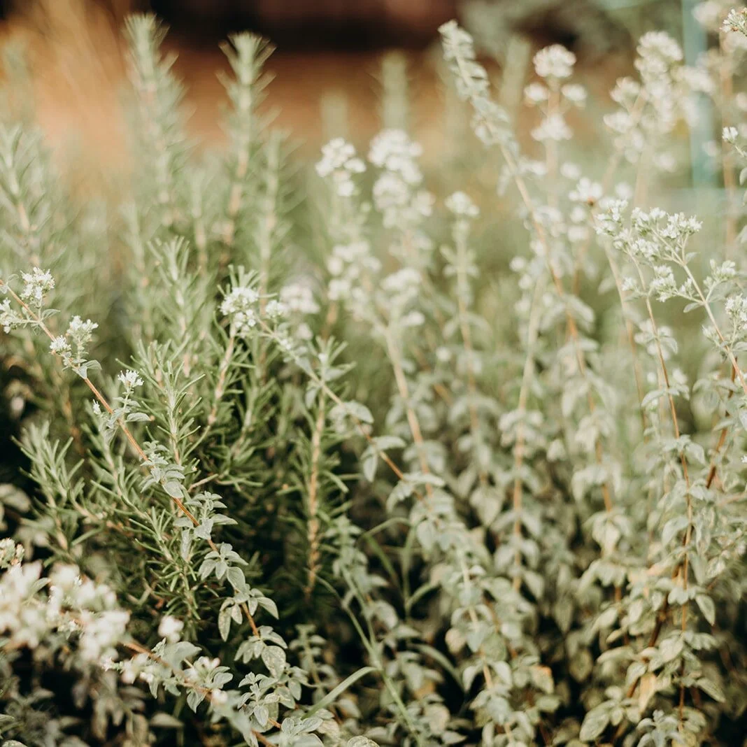 Why It's Not Too Late to Plant an Herb Garden + A Simple Herb Garden Planting Guide