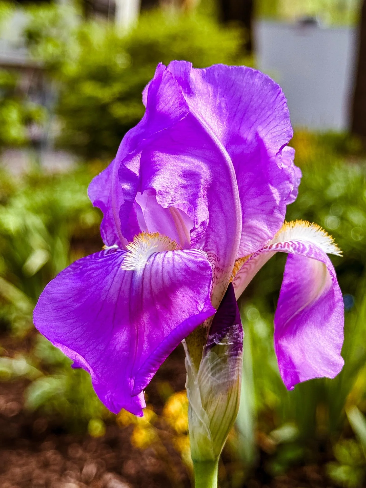 It&rsquo;s amazing what will pop out after an evening of rain! 🌧️ 🌼