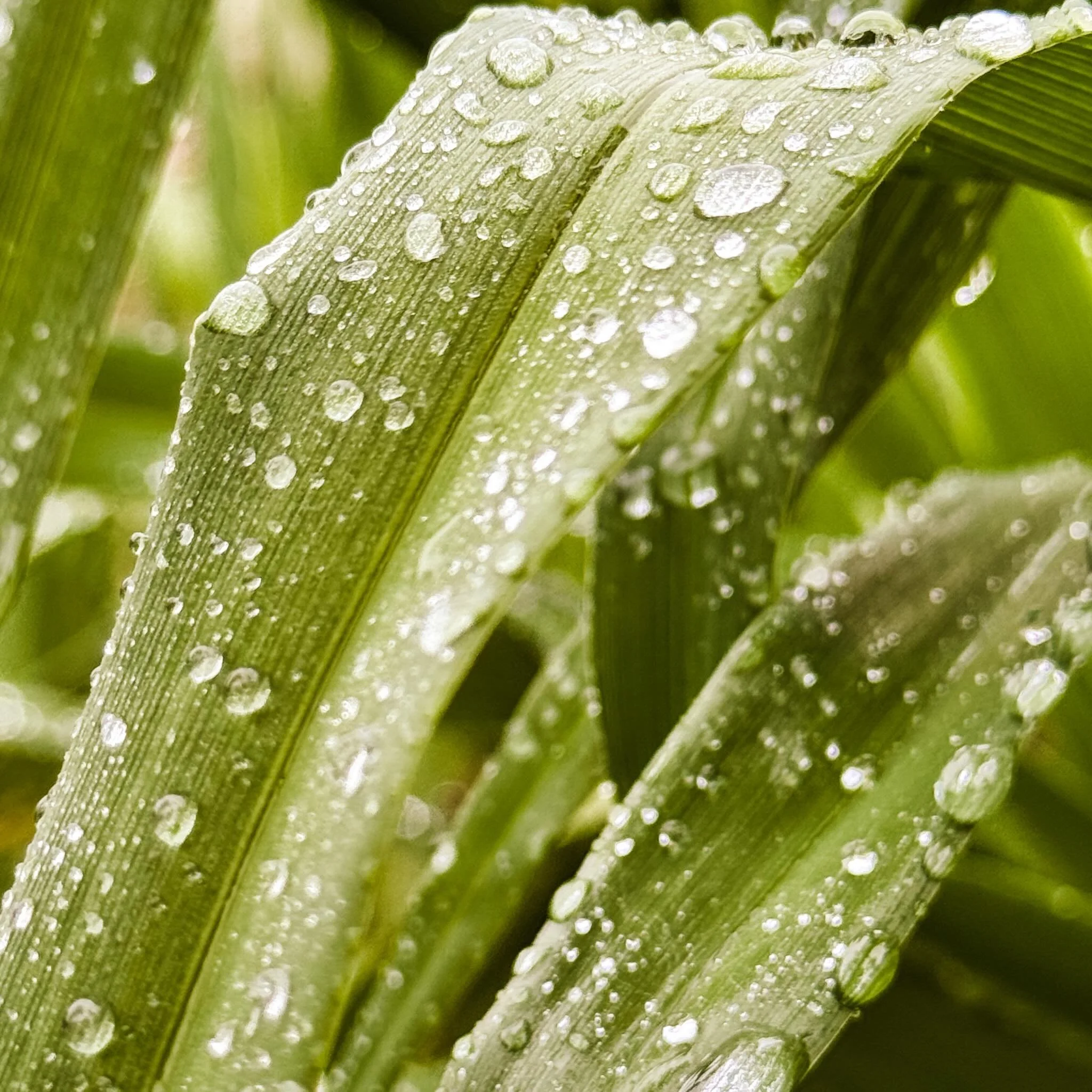 Thank you Lord for this beautiful rain! 🌧️