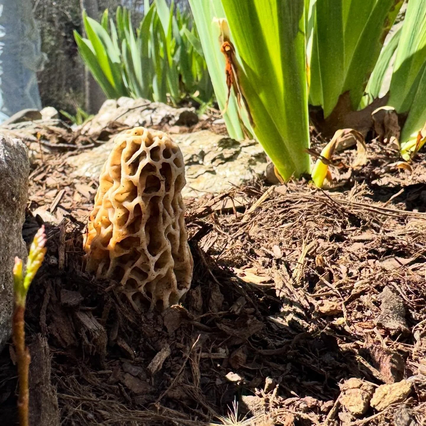 We&rsquo;ve found so many morels this year! I don&rsquo;t remember seeing any last year. But by far we have found the most this spring than any other! 🍄&zwj;🟫 🌱 #morel #morelmushrooms #spring