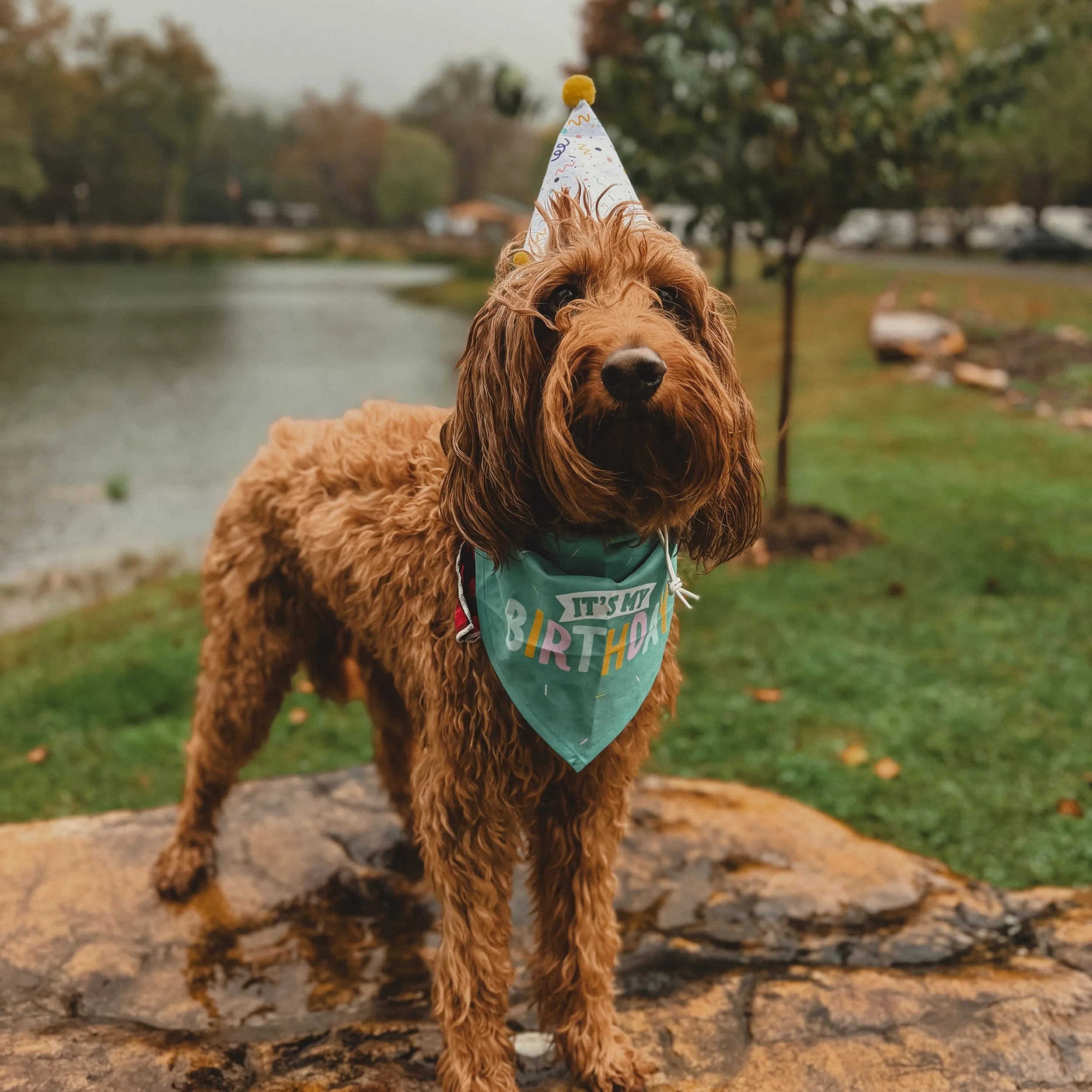 Happiest Birthday to our Pisgah girl! It&rsquo;s been cold and wet but she&rsquo;s had a lovely day just as she pretty much does everyday! Especially when she&rsquo;s with her favorite people! #irishdoodle
