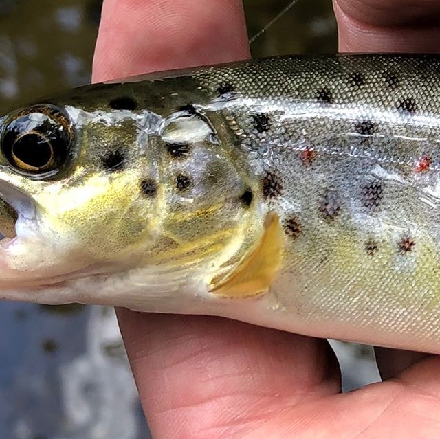 Tiny native beauty still swims in the mountains of NC. Here&rsquo;s to taking time to find yours.  #northcarolina #flyfishing #pisgahnationalforest