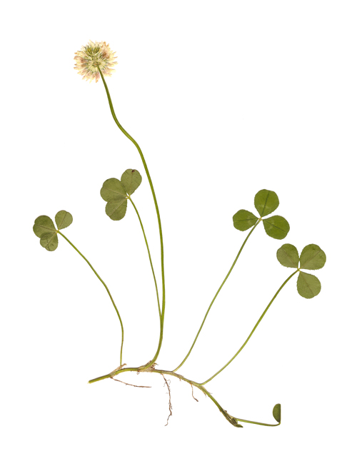 White Clover, Trifolium repens . Image courtesy of James Walsh.