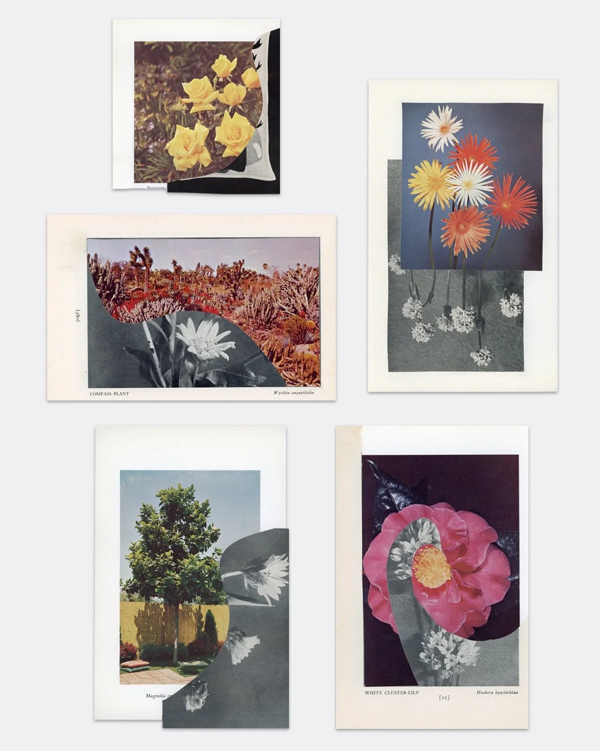 Thinking of each as a line in a poem 

#analogcollage 
#contemporarycollagemagazine 
#pariscollagecollective
#artpoem