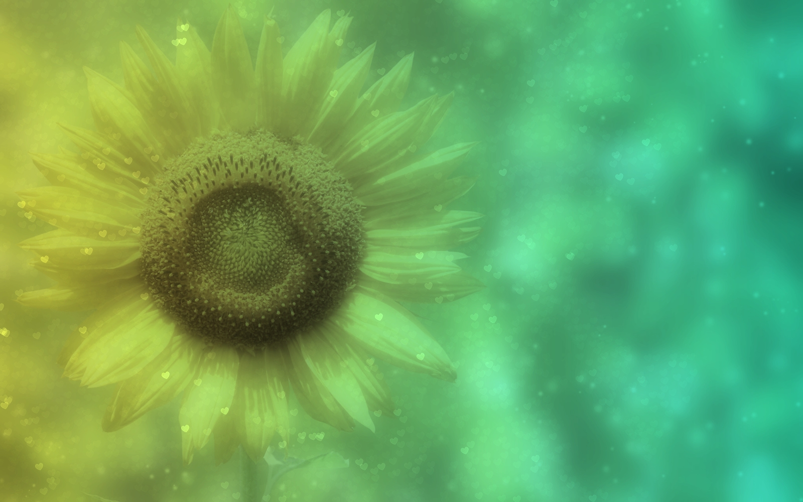 Sunflower_Close_Up_Blurred_Light_Circles_HD_Nature_Wallpaper-NatureWallBase.Blogspot.Com-.jpg