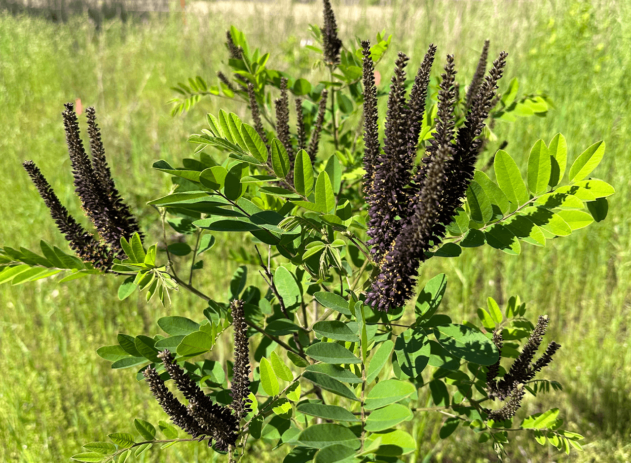 Amorpha fruticosa false indigo bush close up of leaves and thick purple flower pods.